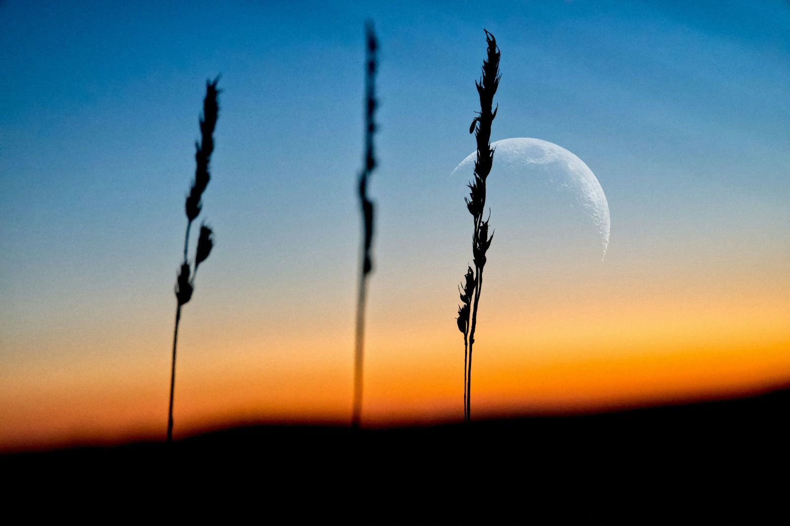 An image of 3 grain stems with the blue and orange horizon and the moon in the background