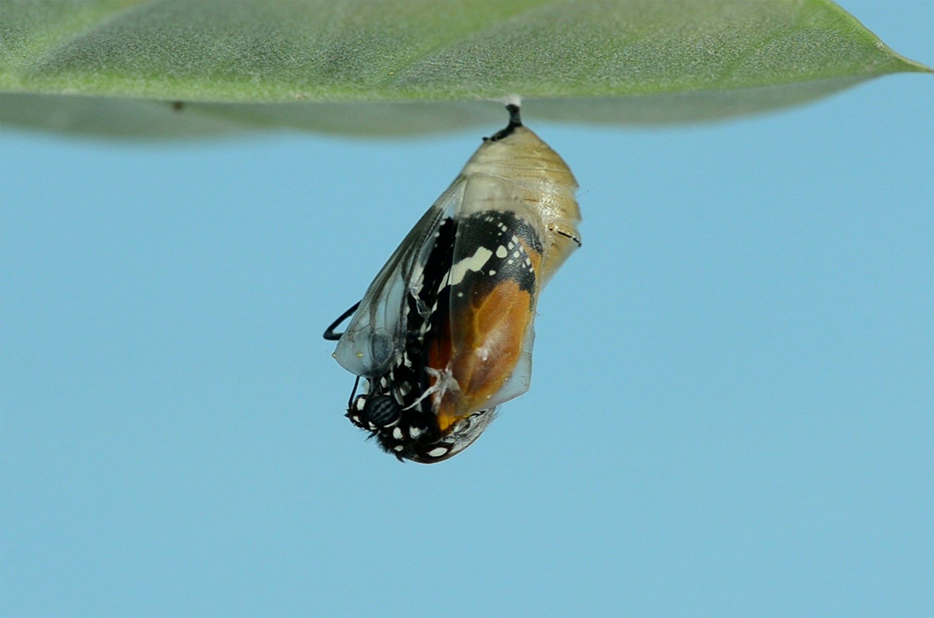 A butterfly chrysalis hanging beneath a green leaf against a light blue background