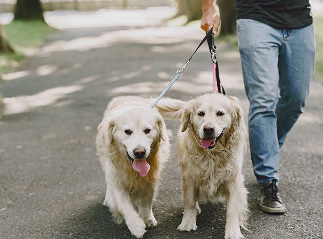 A man is walking two dogs on a leash.