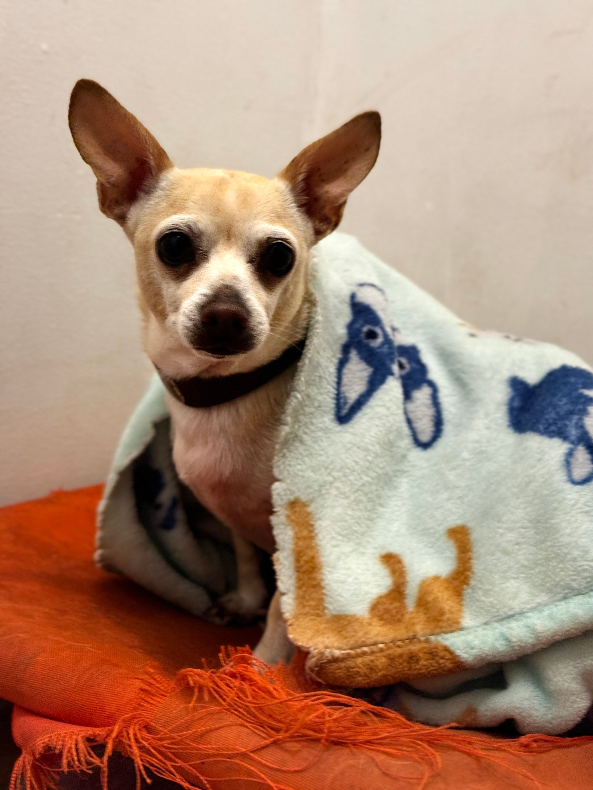 A small dog is wrapped in a blanket and looking at the camera.