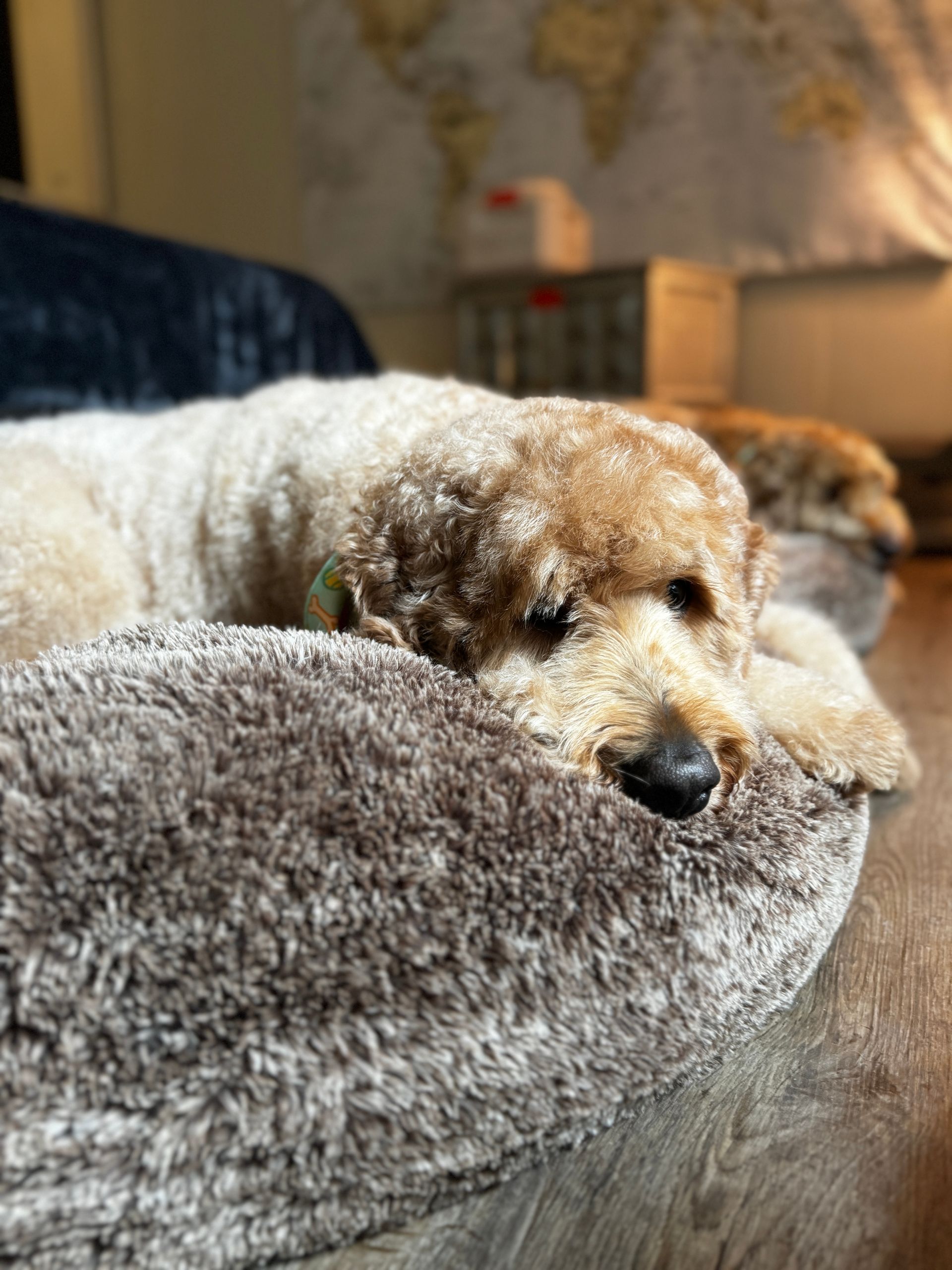 A dog is laying on a dog bed on the floor.