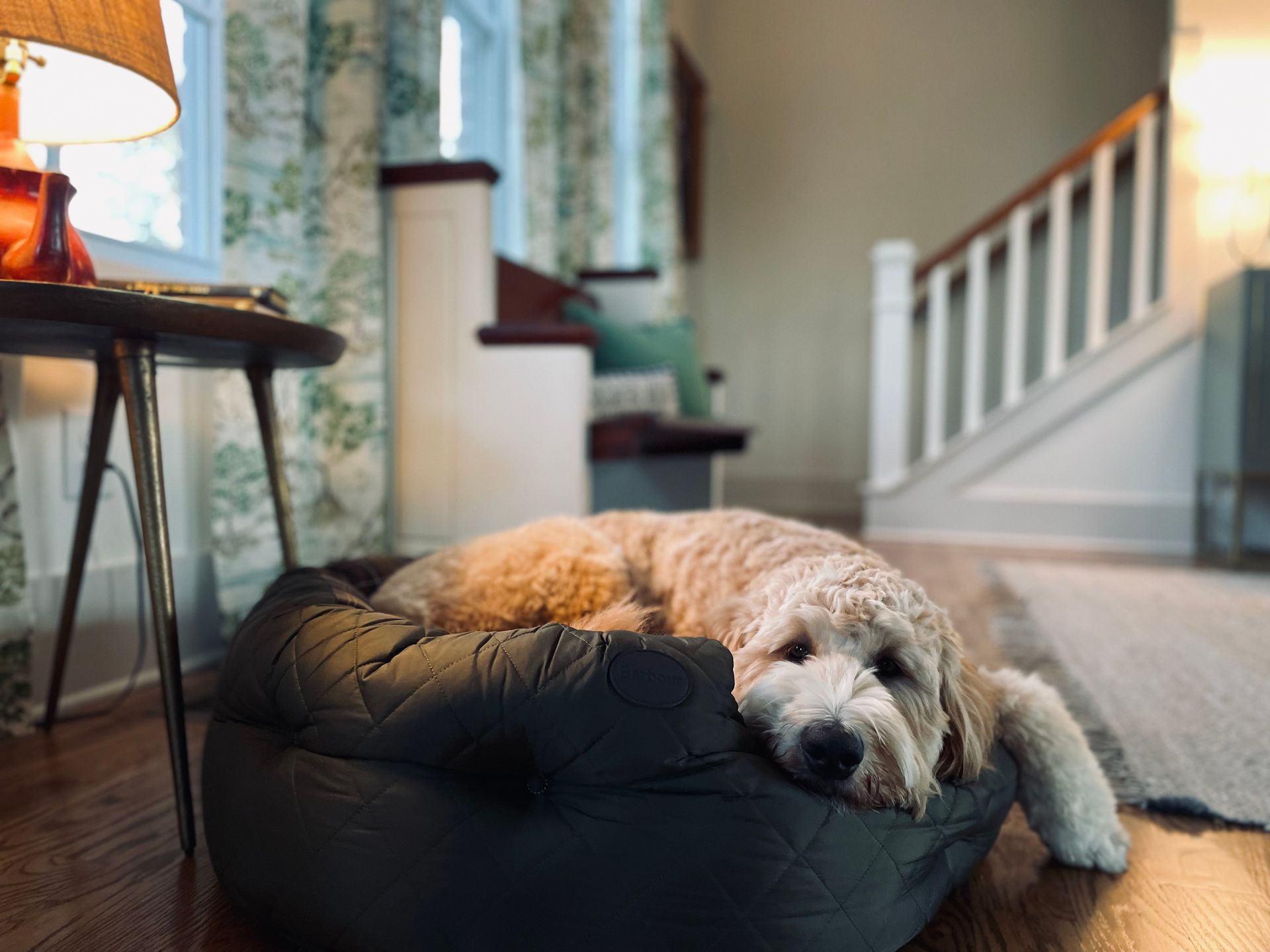 A dog is laying in a dog bed in a living room.