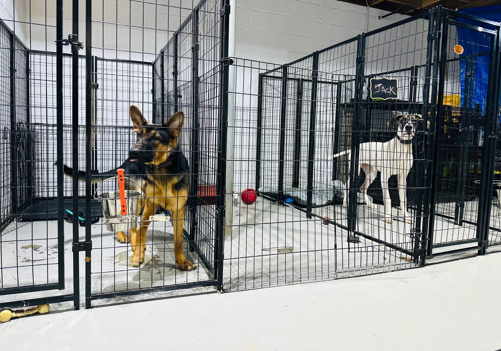 A german shepherd is standing in a cage with other dogs.