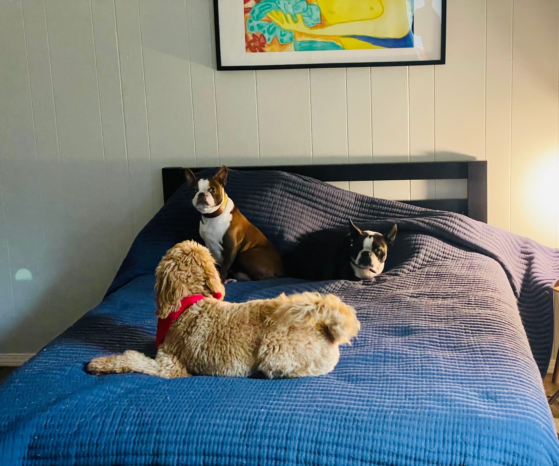 Three dogs are laying on a bed under a picture on the wall