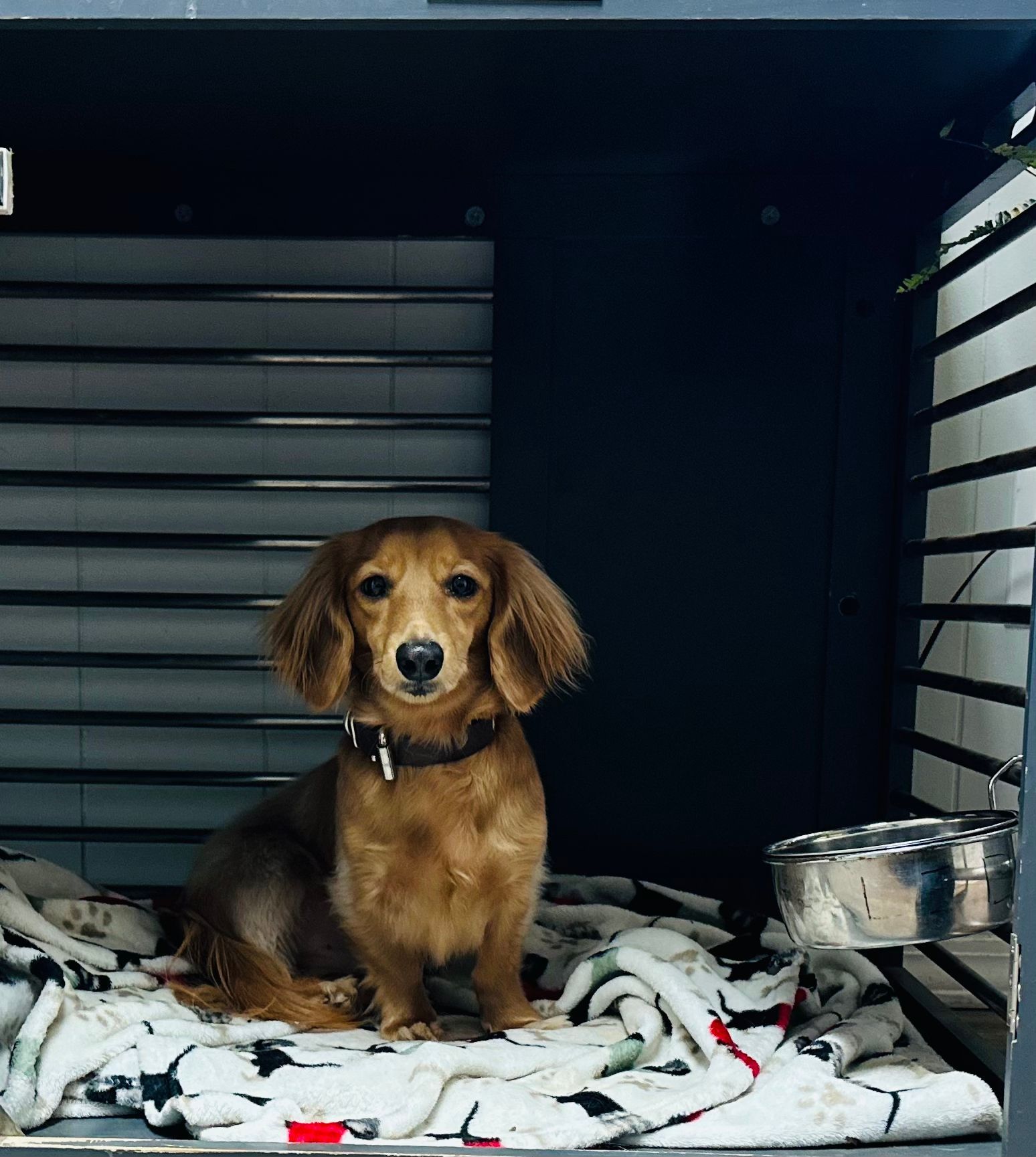 A dachshund is sitting in a cage on a blanket.