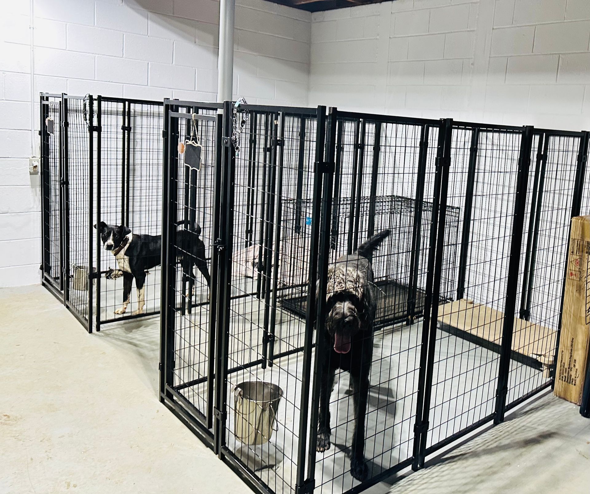 A dog is standing in a cage in a kennel.