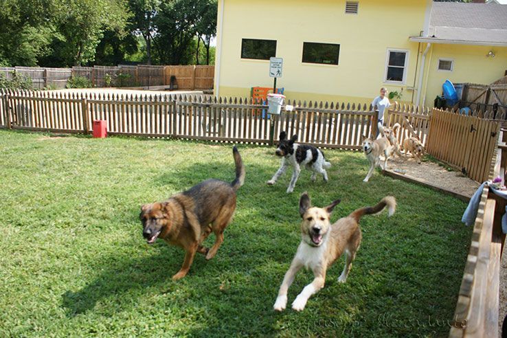 A group of dogs are running in a grassy yard.