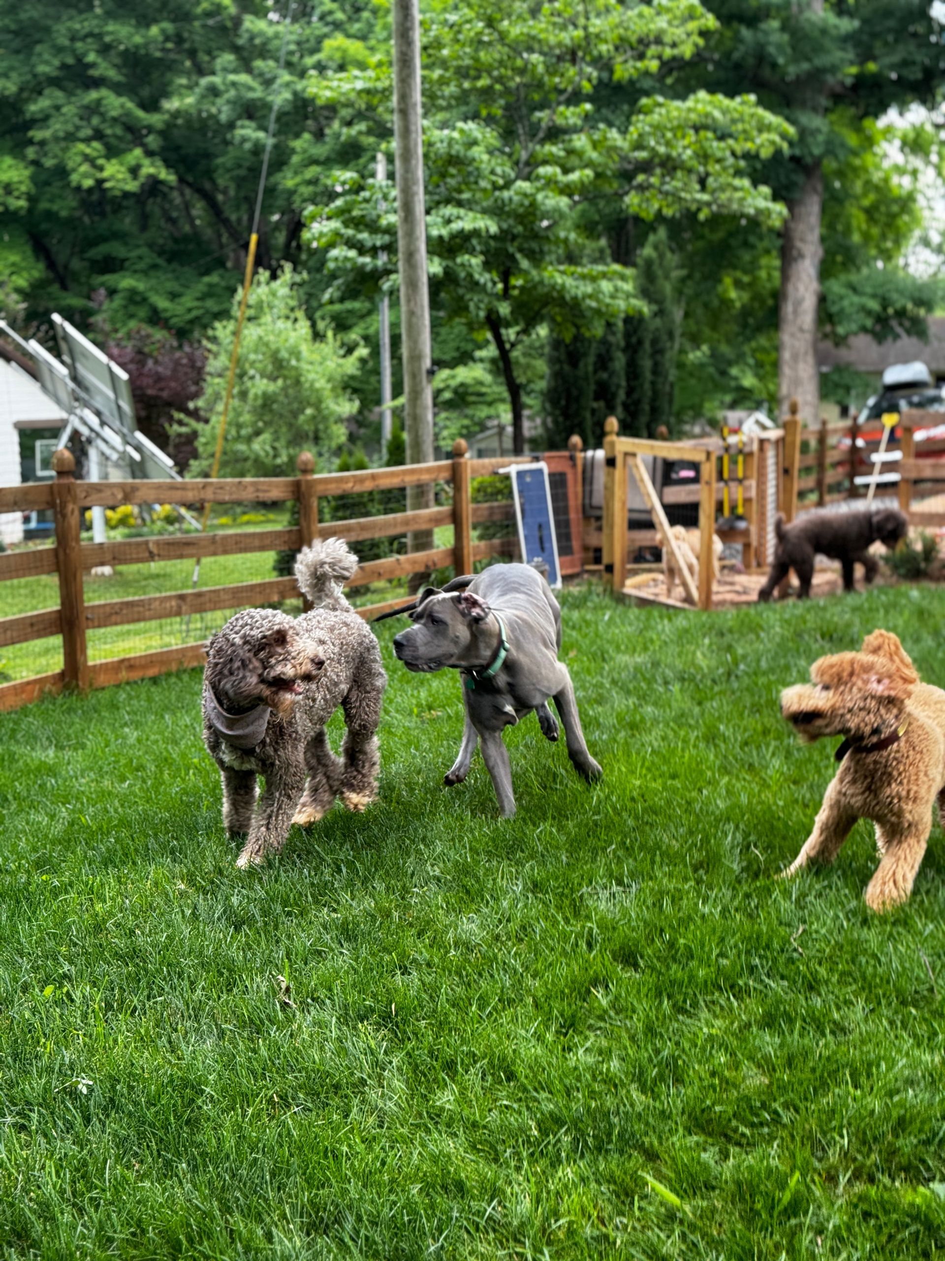 A group of dogs are playing in a yard with a wooden fence.