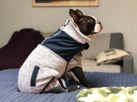 A dog wearing a sweater is sitting on a bed