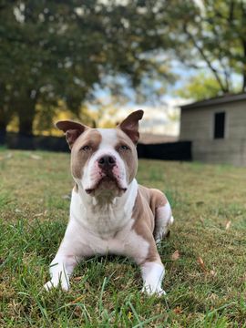 A brown and white dog is laying in the grass.