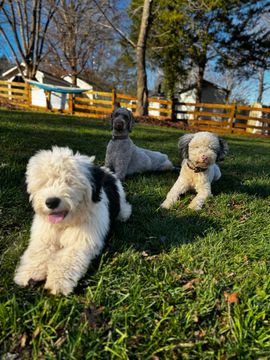 Three dogs are laying in the grass in a park.