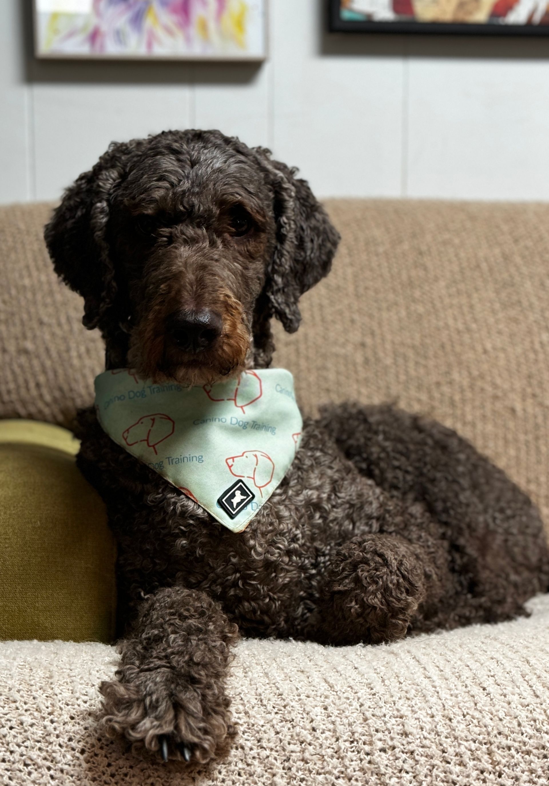 A brown poodle wearing a bandana is laying on a couch.