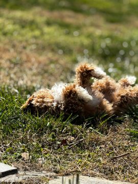 A puppy is laying on its back in the grass.