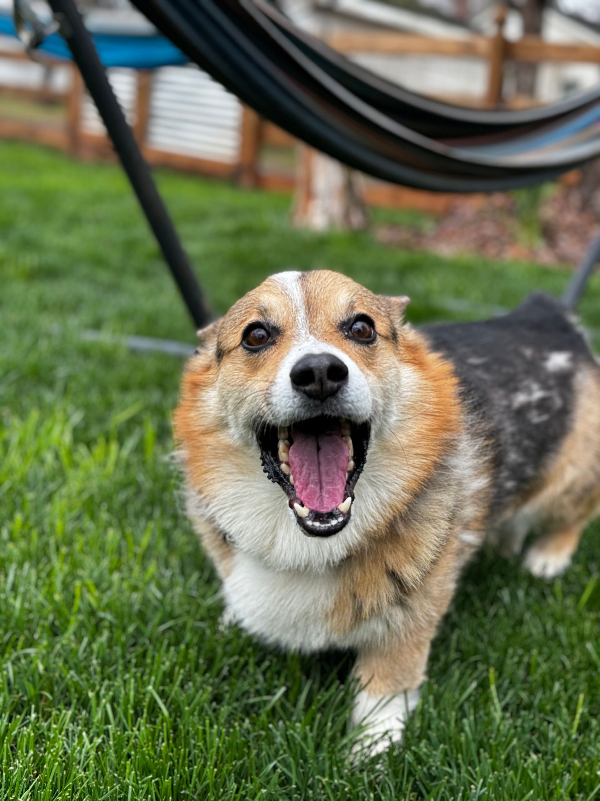 A brown and white dog is laying in the grass with its mouth open.