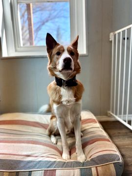 A brown and white dog is sitting on a dog bed in front of a window.