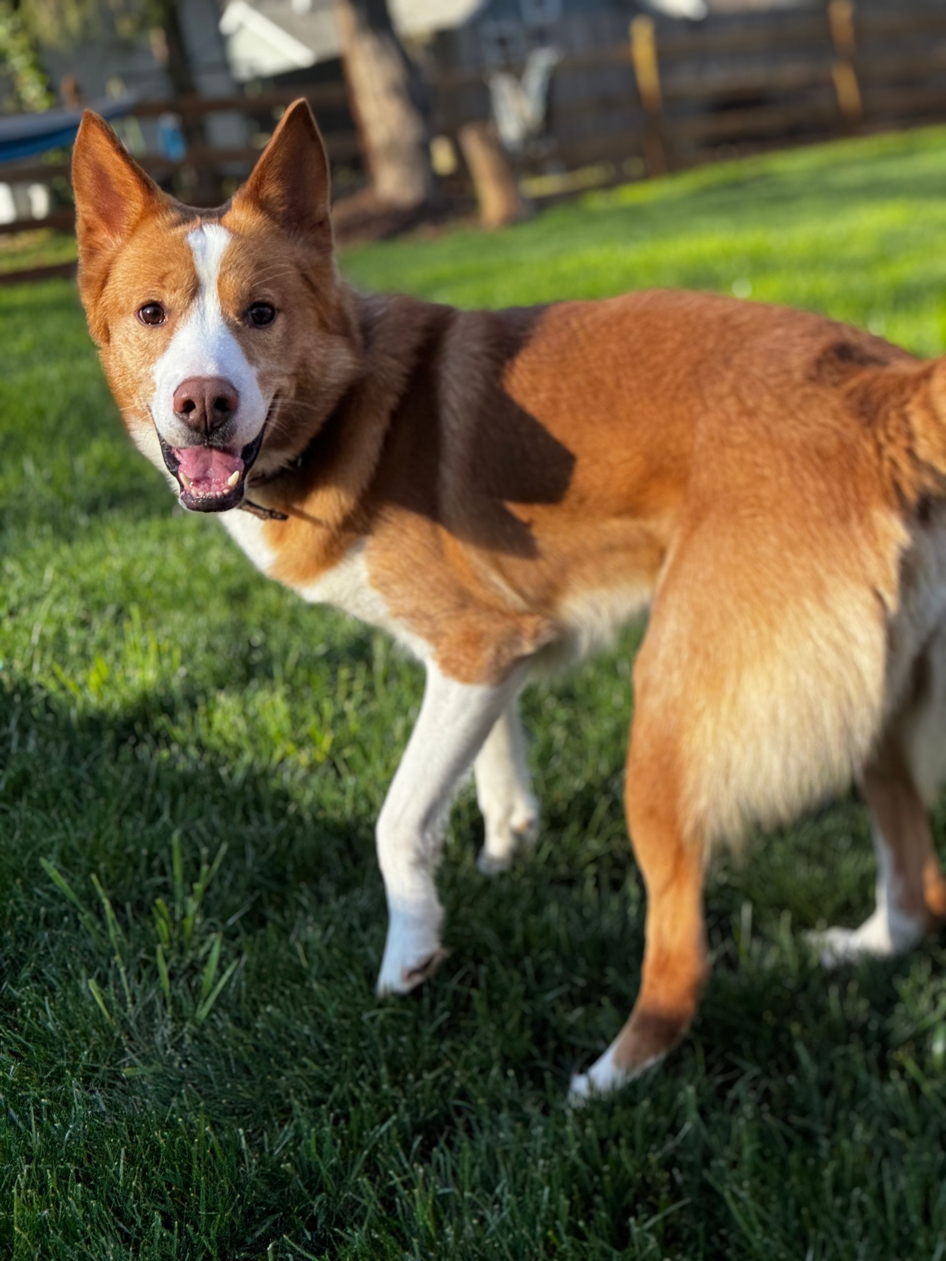 A brown and white dog is standing in the grass.