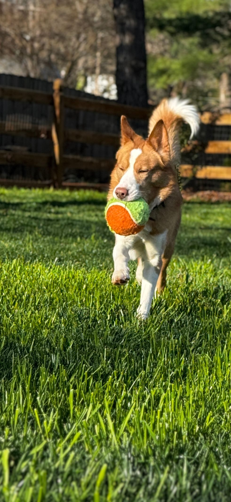 A dog is running with a tennis ball in its mouth.