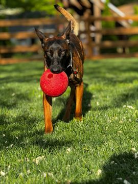 A dog is holding a red ball in its mouth while standing in the grass.