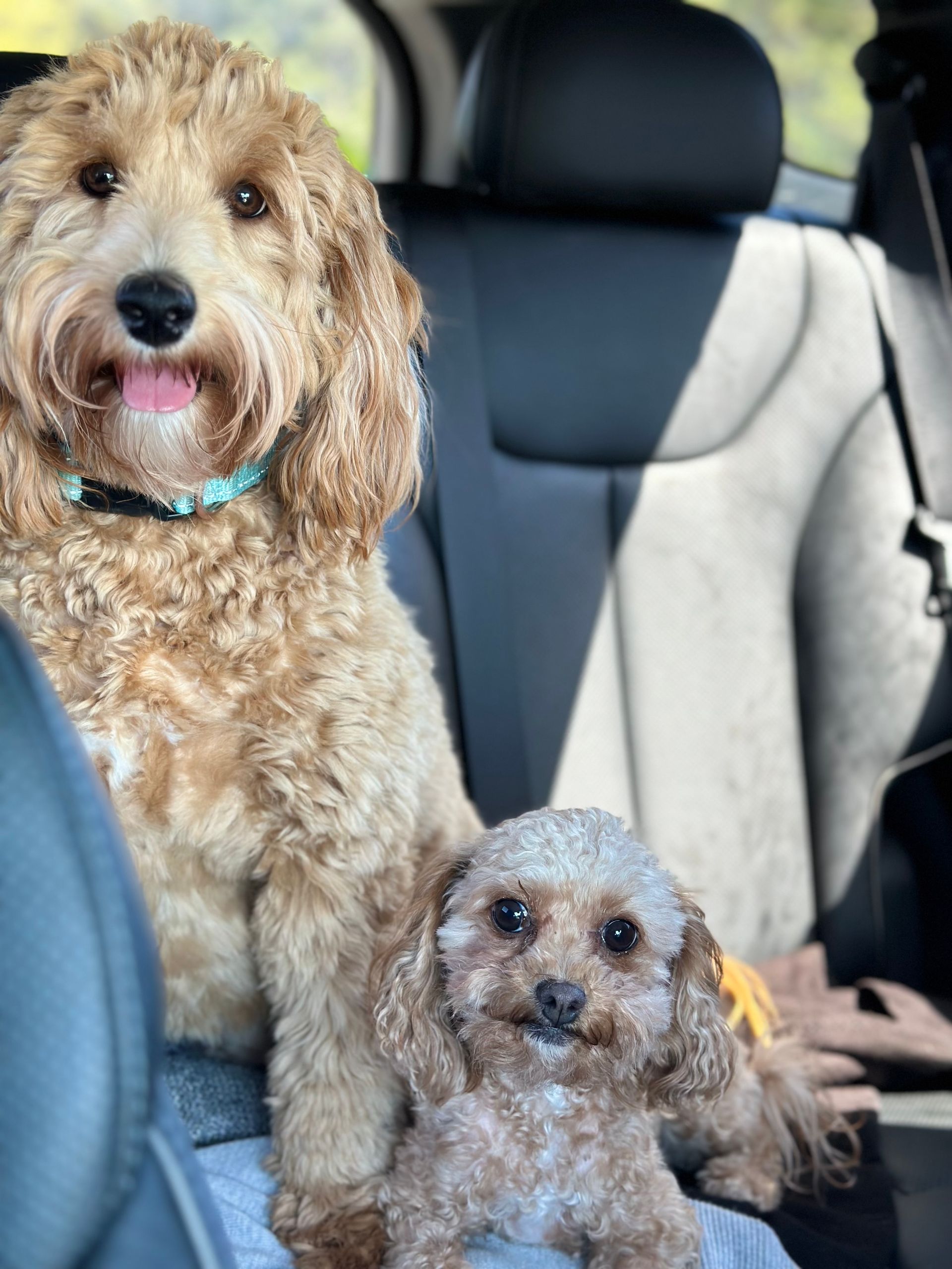 Two dogs are sitting in the back seat of a car