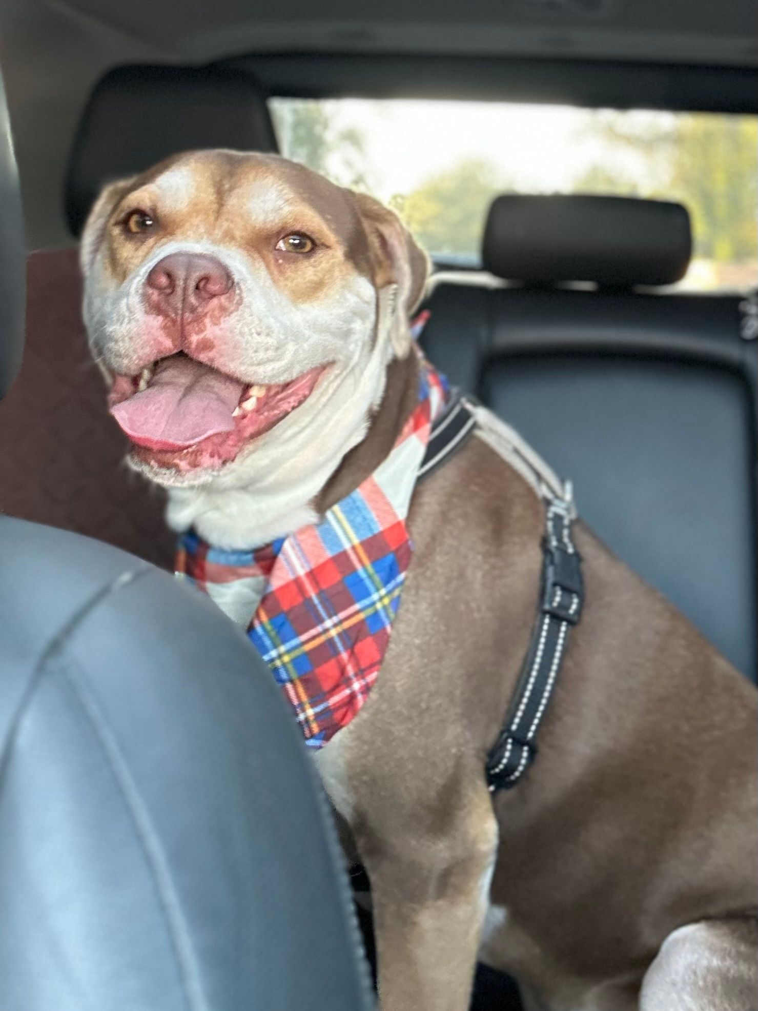 A dog wearing a bandana and harness is sitting in the back seat of a car.