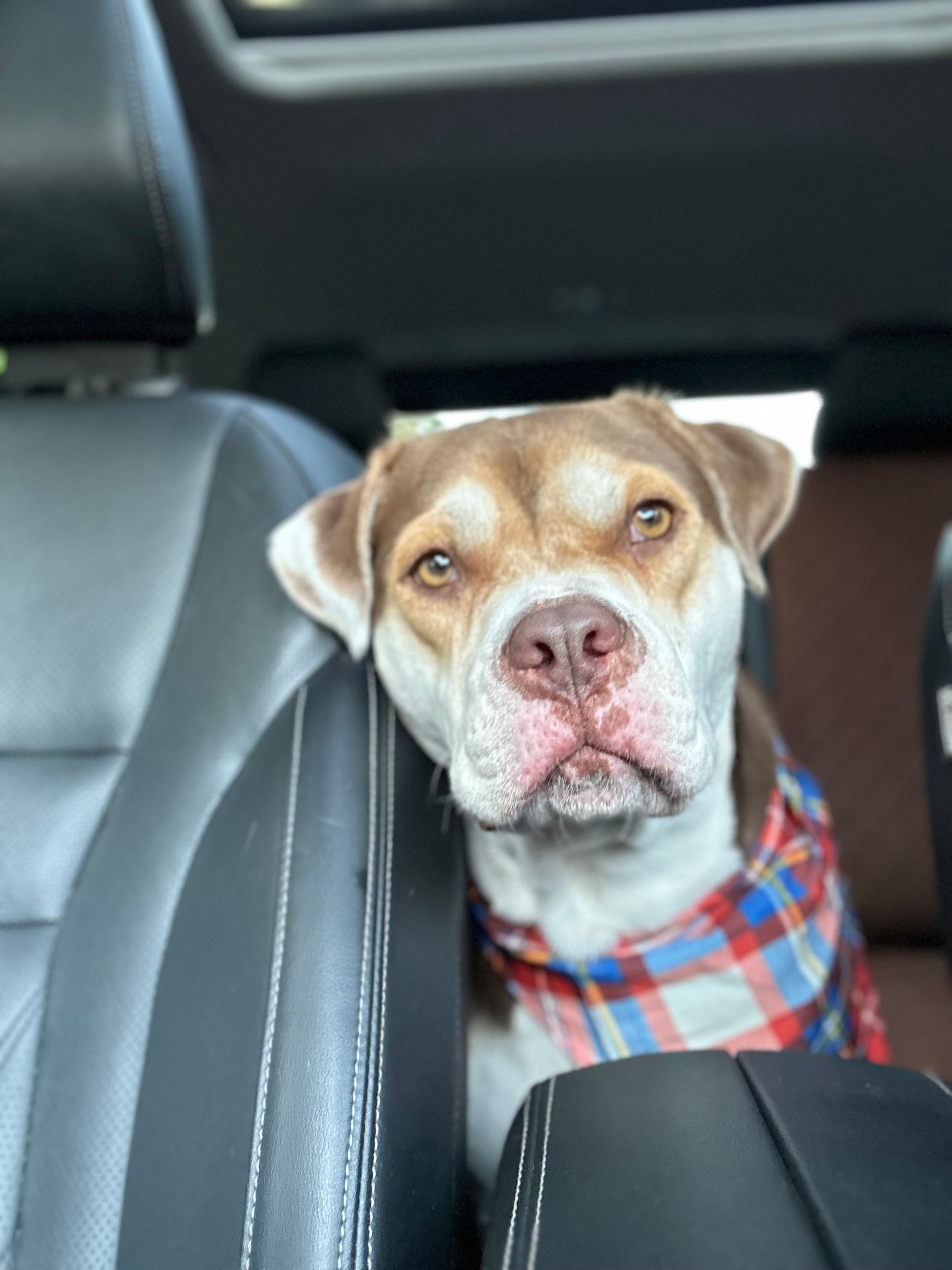 A brown and white dog is sitting in the back seat of a car.