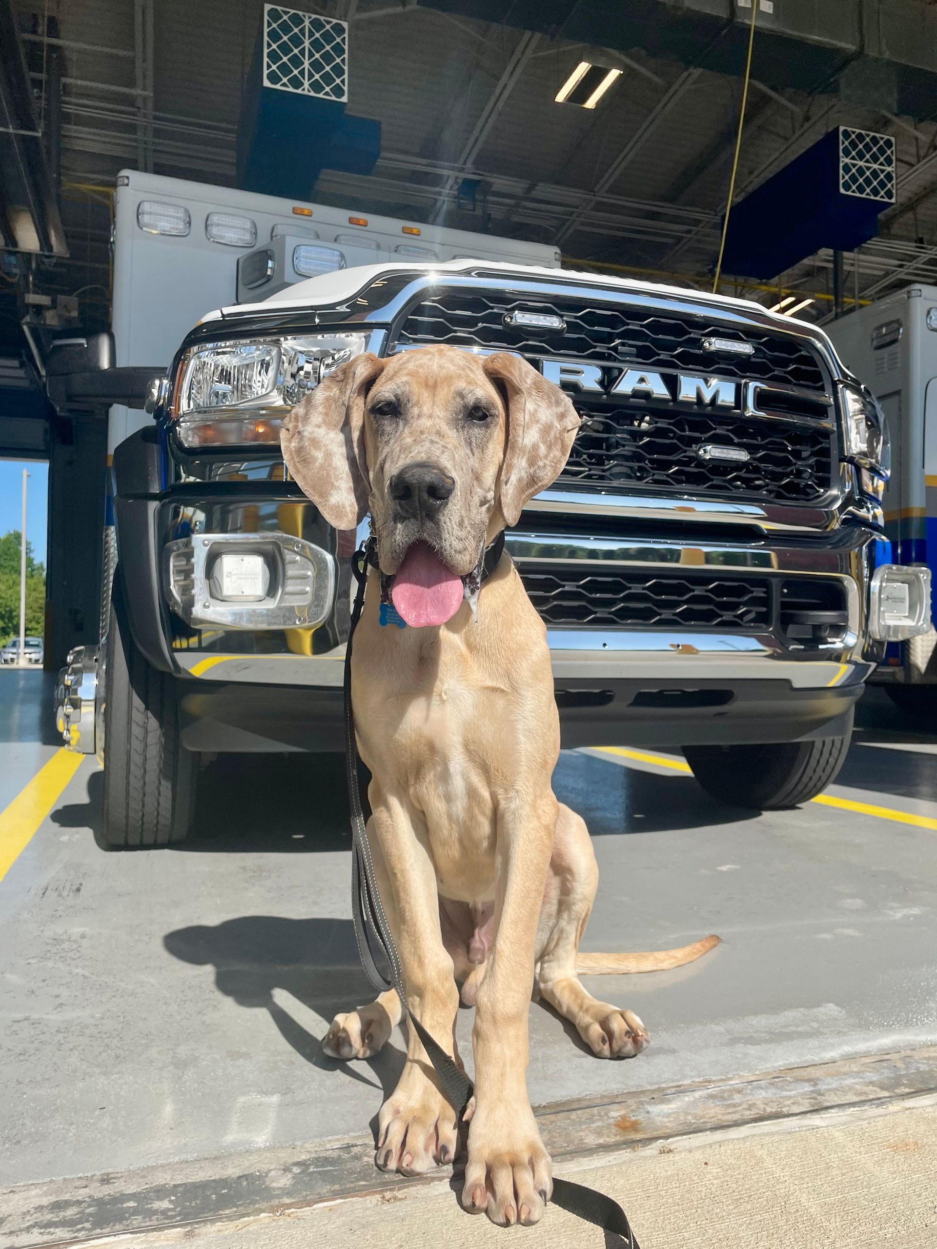 A dog is sitting in front of a ram truck.