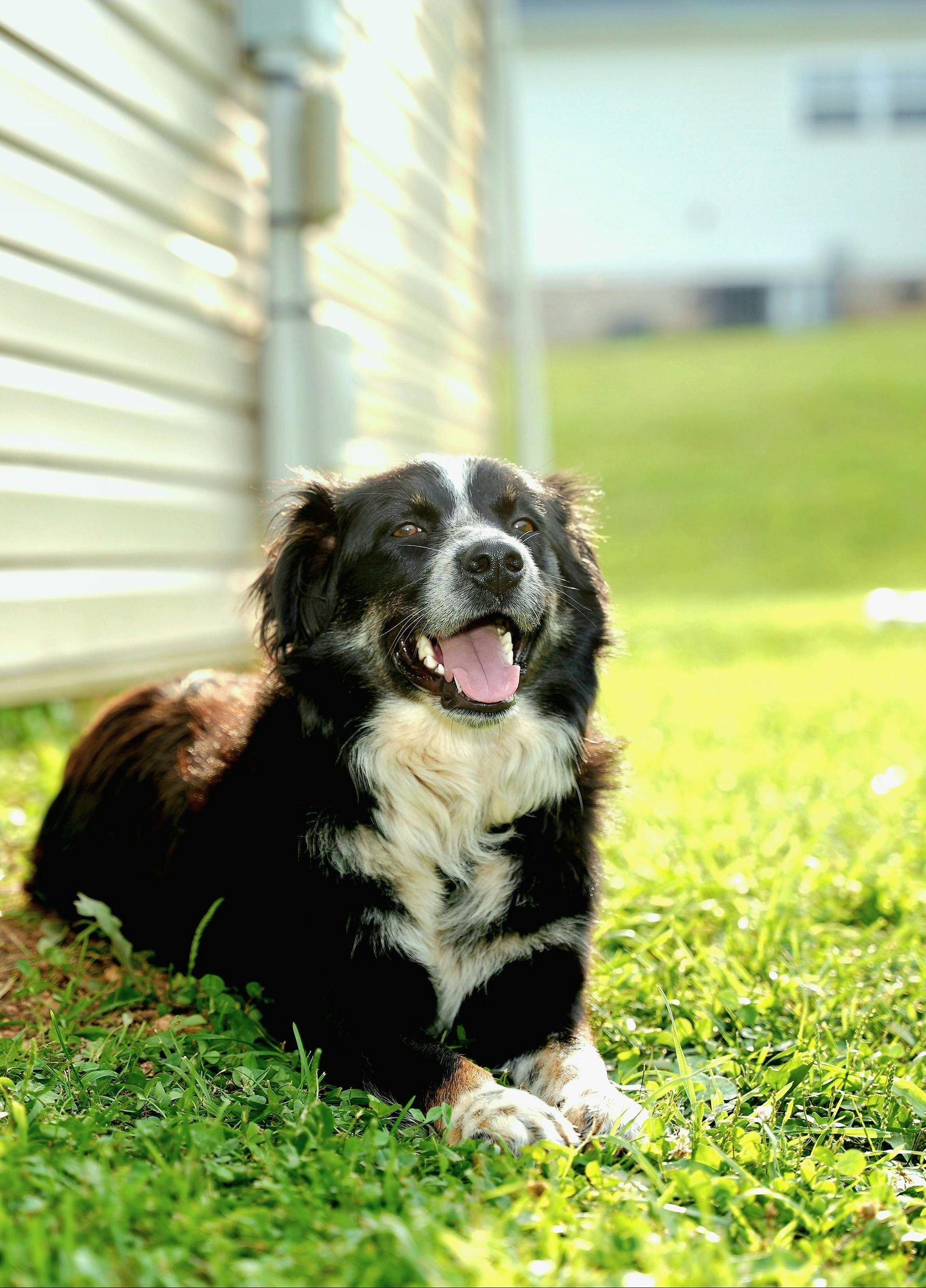 Black and white dog laying in grass, smiling in sunlight, by a house.