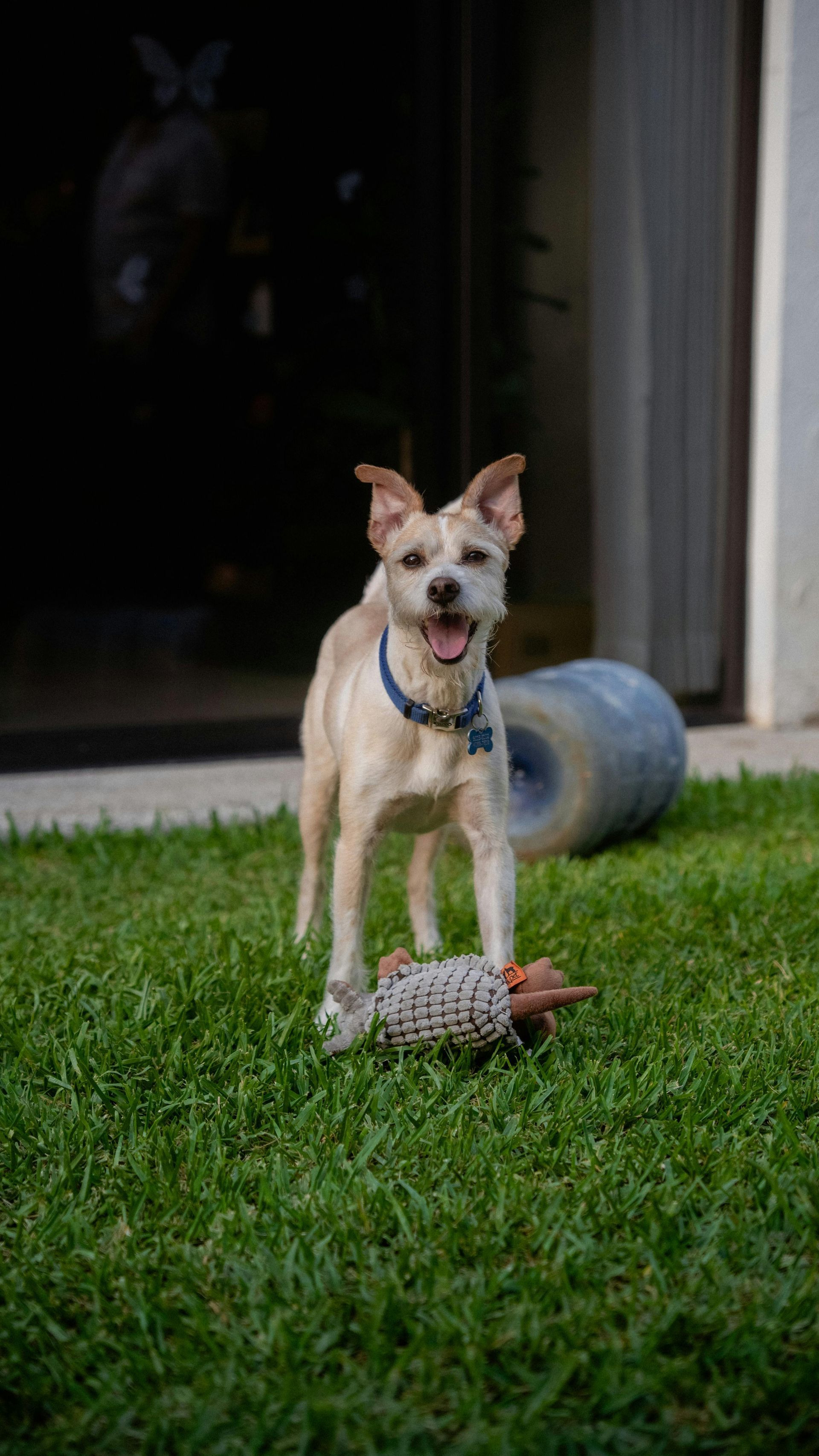 Dog standing on green grass, happy expression, blue collar, toy in front, in front of a building with a large tire.