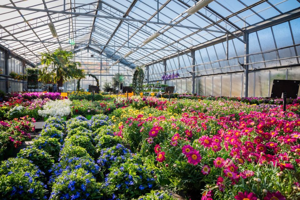 vendita di piante e fiori presso vivaio