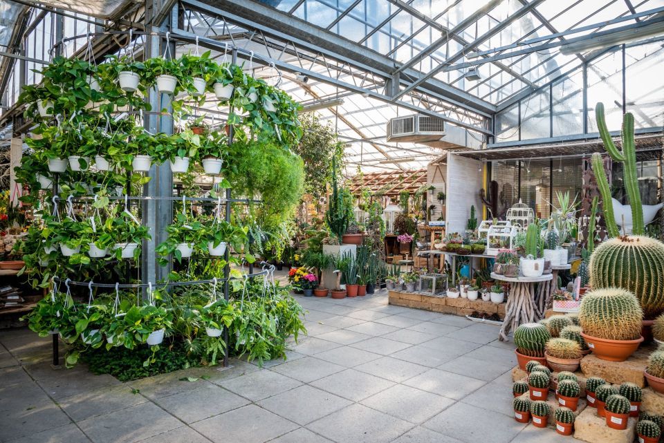 vendita di piante paretarie