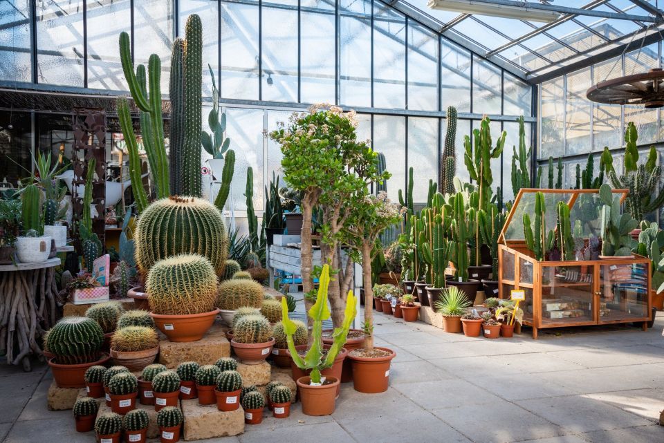 vendita di piante grassi