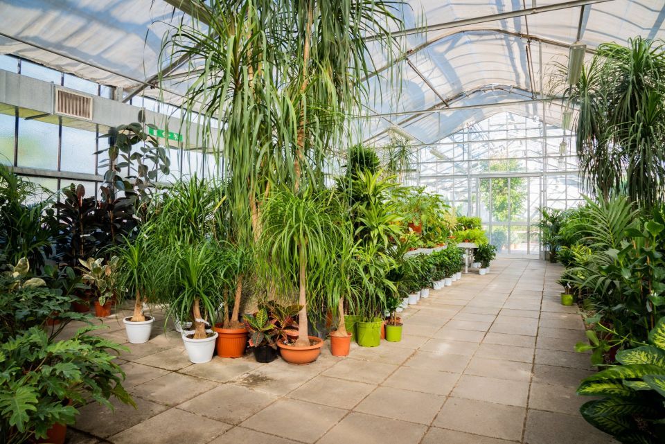 vivaio con piante per appartamenti