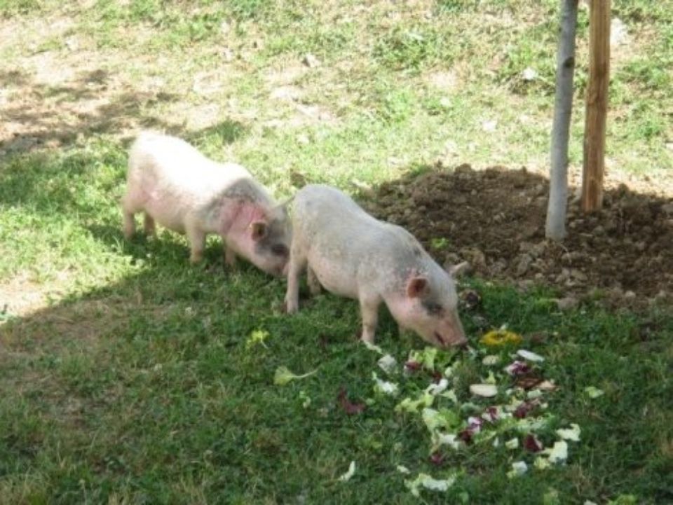 due maiali in uno spazio verde