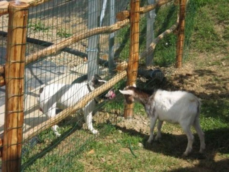 cani vicini alla recinzione del vivaio