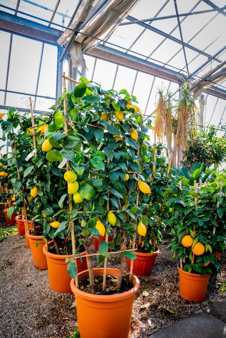 alberi di agrumi