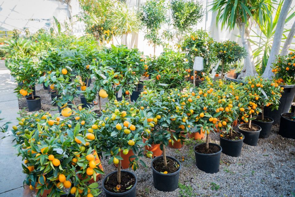 vivaio con piante e alberi da frutta