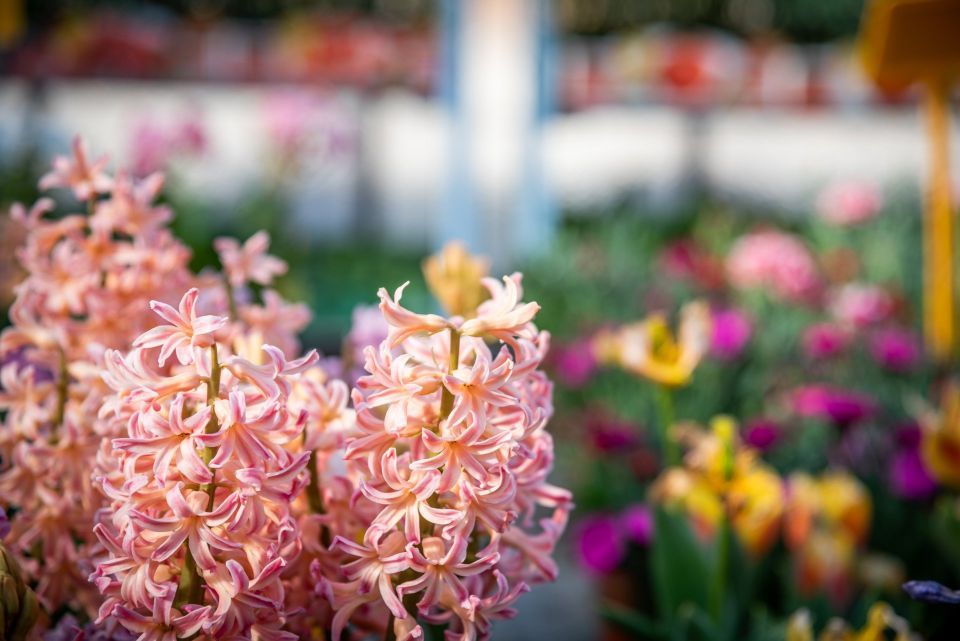 particolare di una pianta