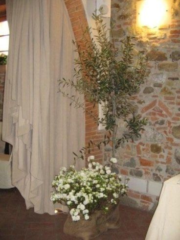 piante per decorazioni