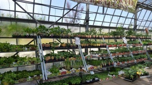 vendita specializzata di piante