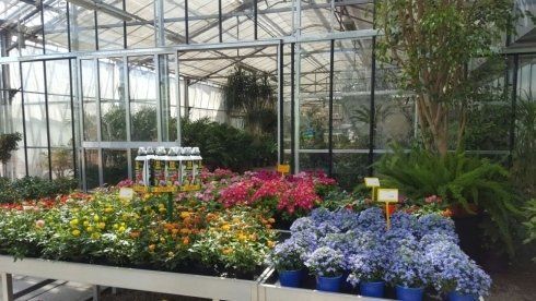 piante per il giardino colorate