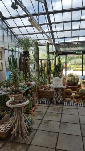 piante grasse in vendita