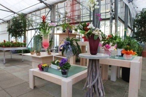 orchidee e piante ornamentali per interno