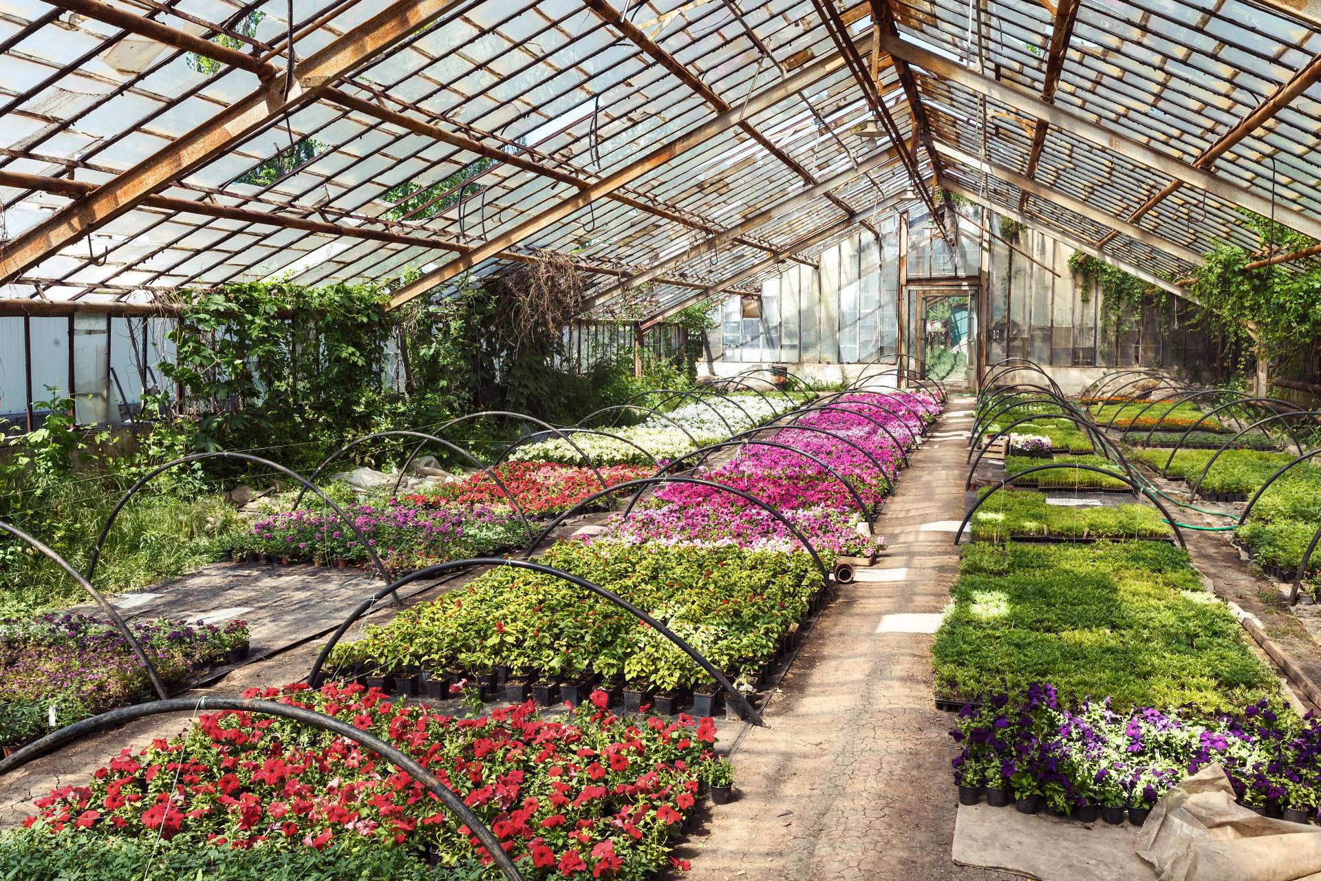 serra con piante e fiori