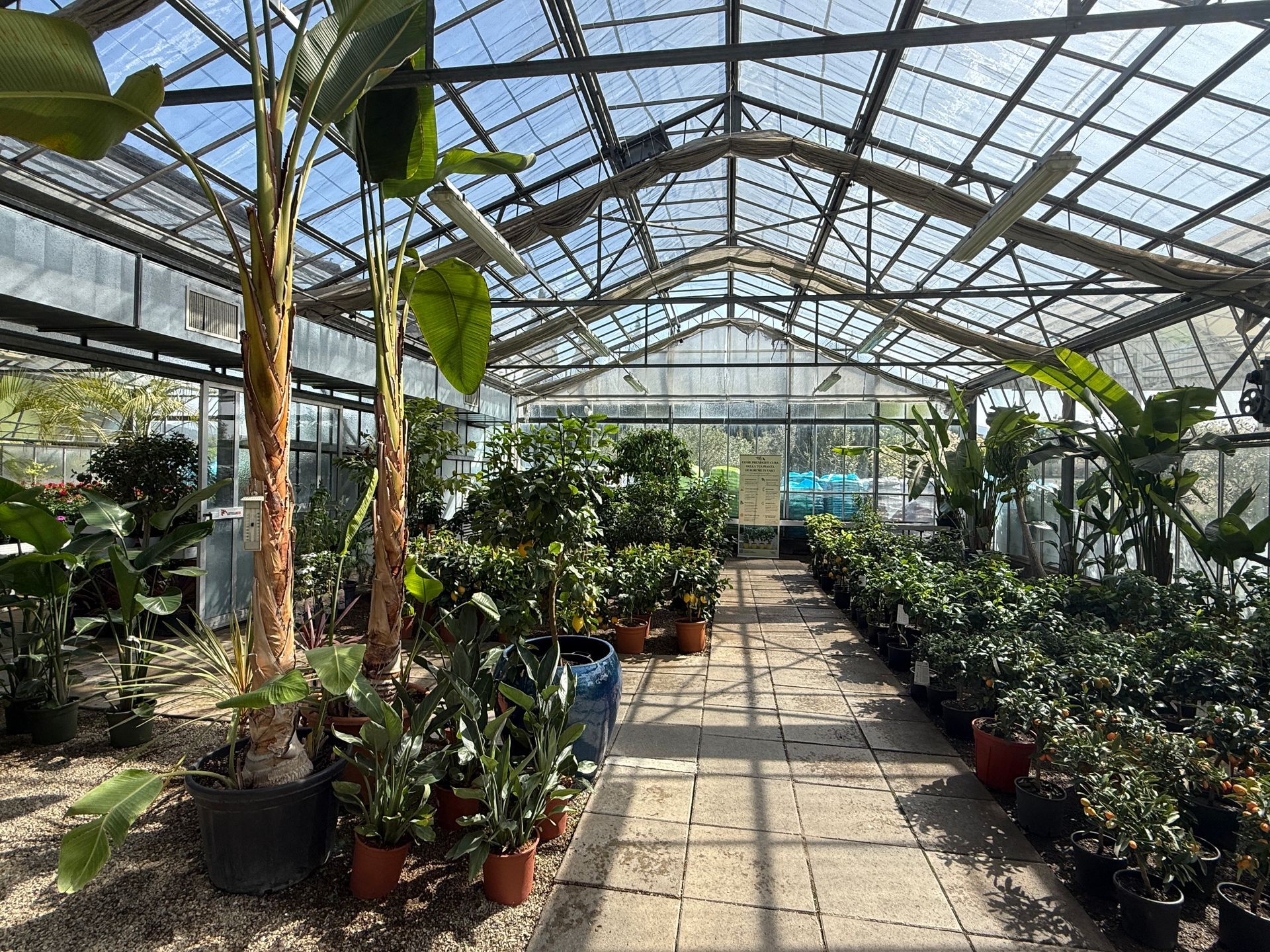 serra con piante e fiori