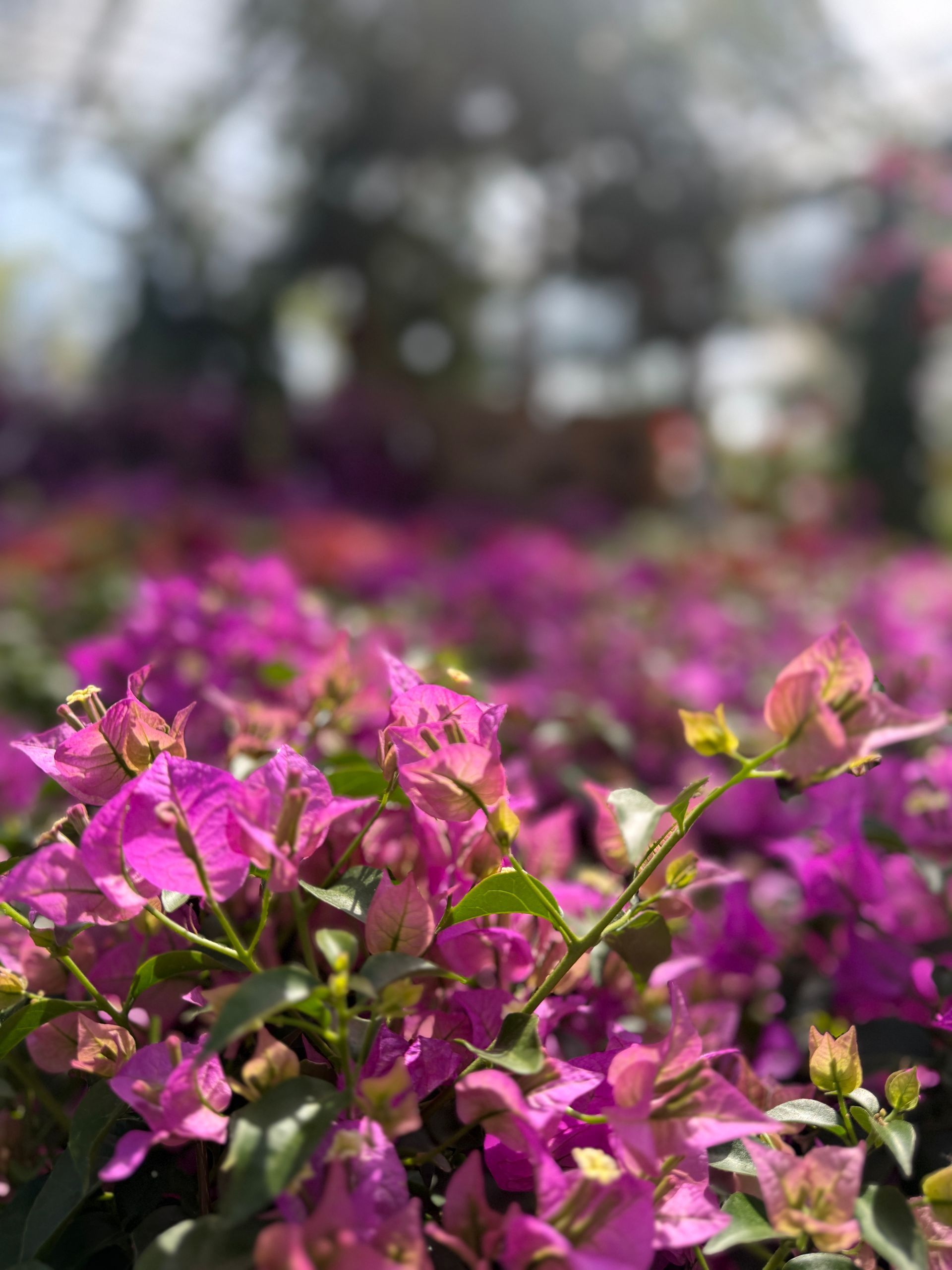 viale con piante e fiori