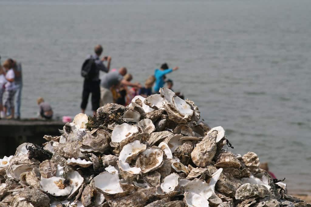 whitstable oyster festival