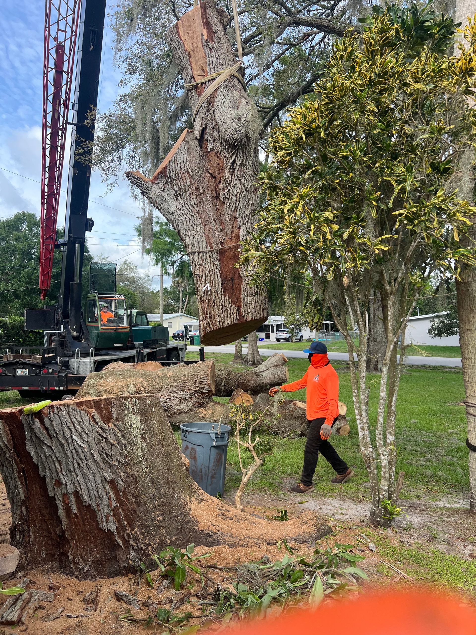 Tree removal work with crane and worker in orange vest beside a large cut tree trunk.