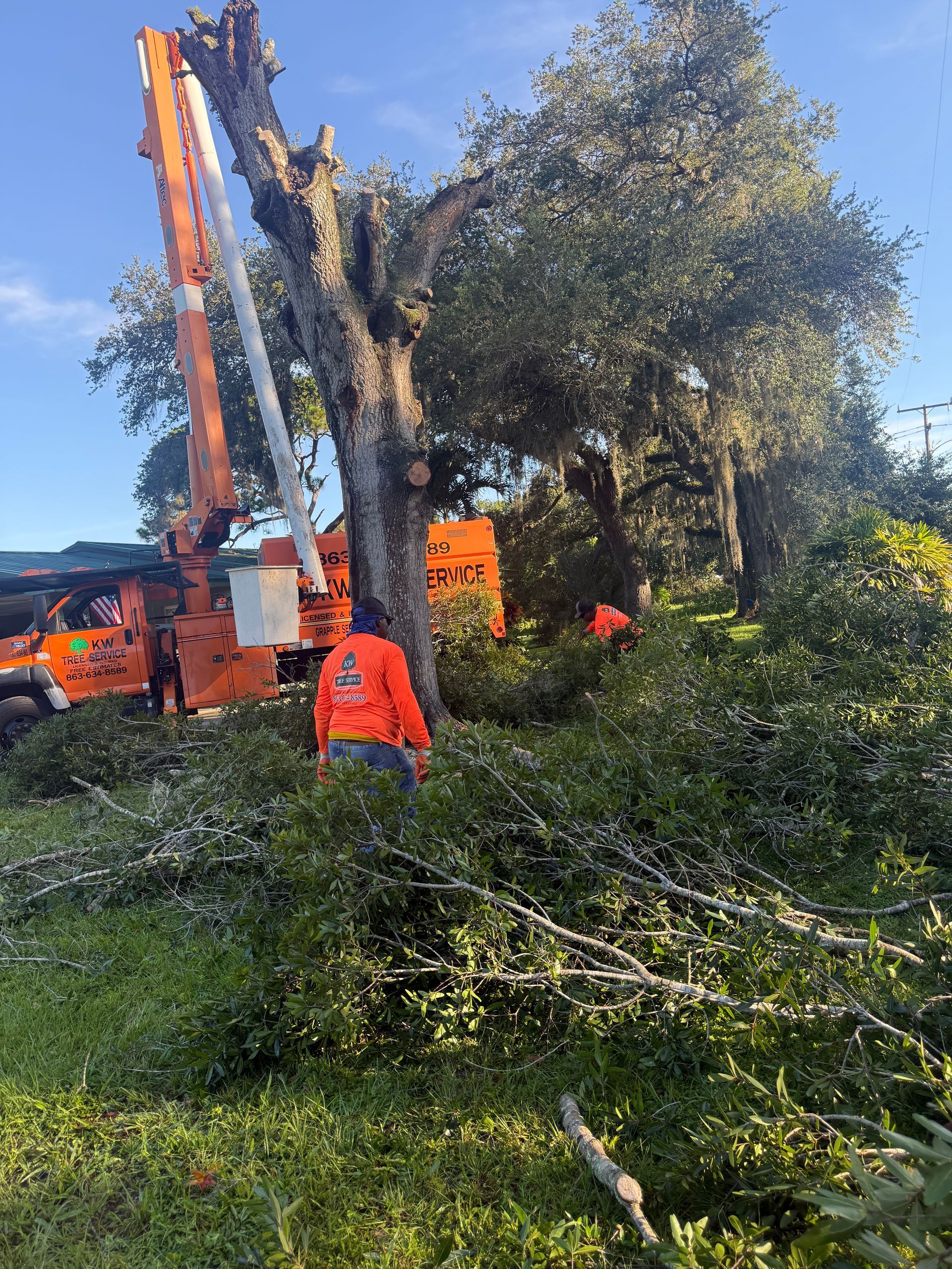 Workers operating a lift to clear tree branches beside a leafy tree and orange truck, with cut branches on the ground