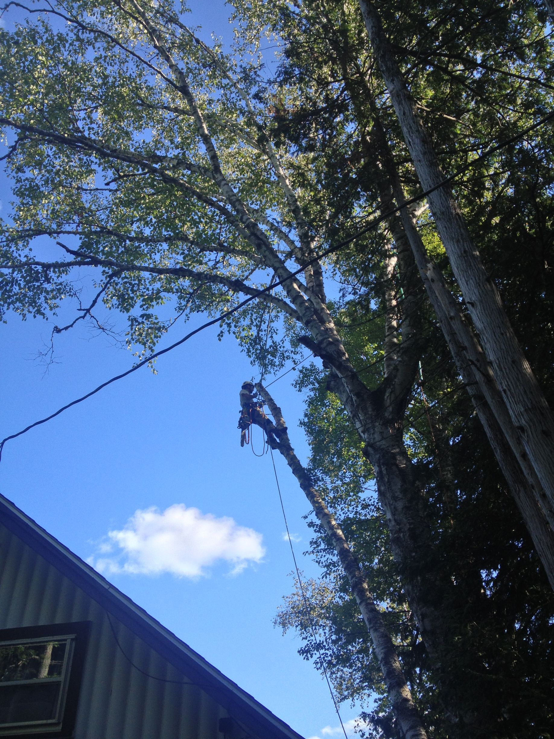 A man is climbing a tree in front of a house.