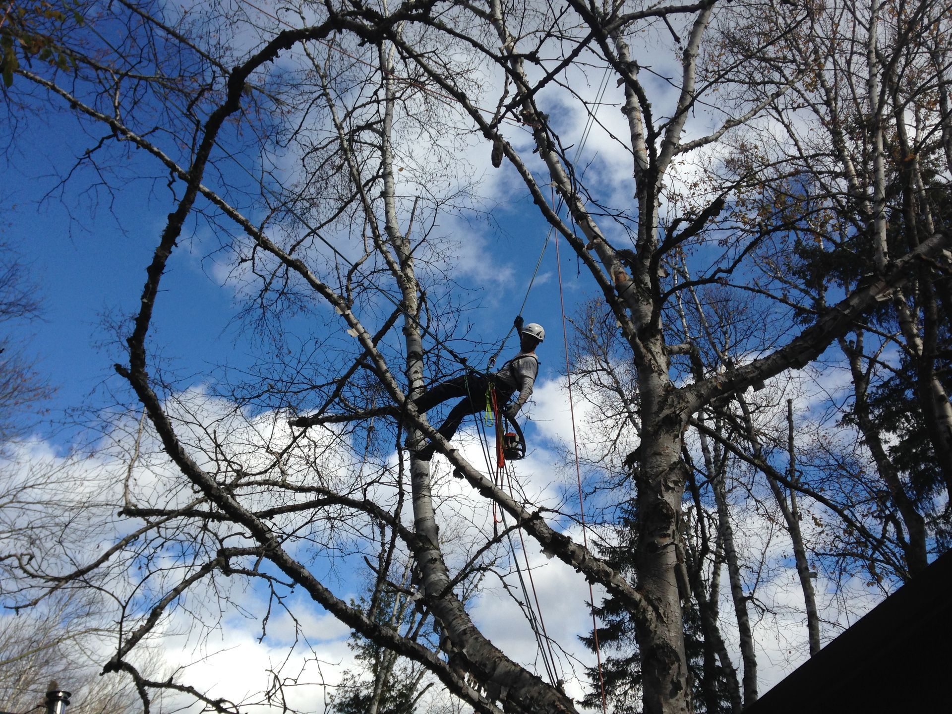 A man is climbing a tree with a chainsaw.